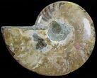 Agatized Ammonite Fossil (Half) #68818-1